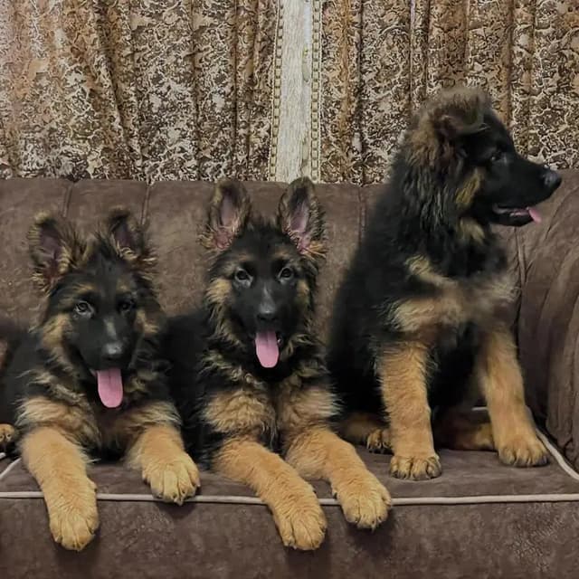 German shepherd long hair