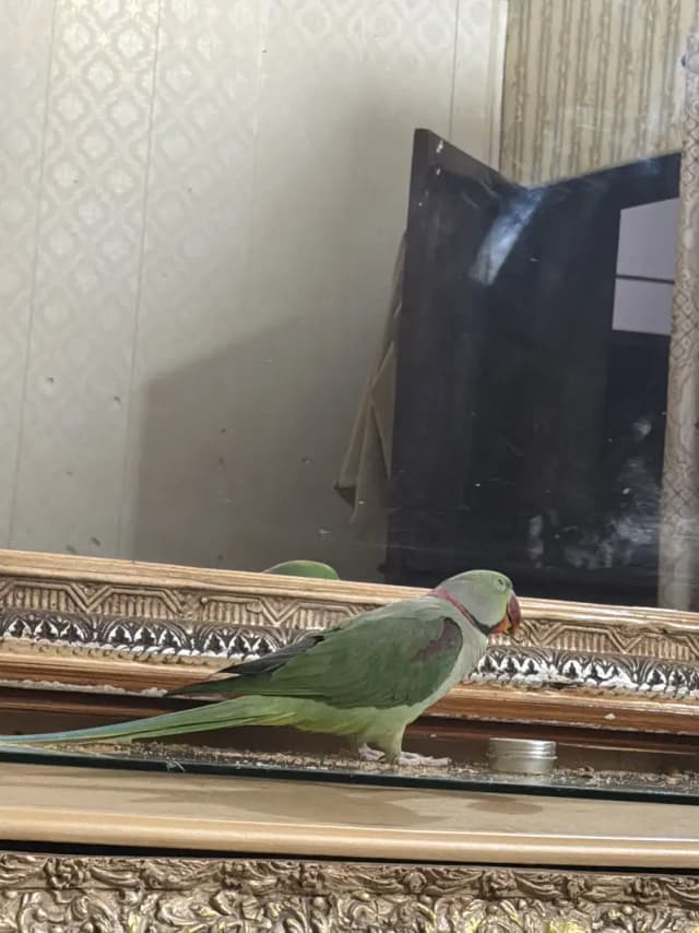 Raw parrots