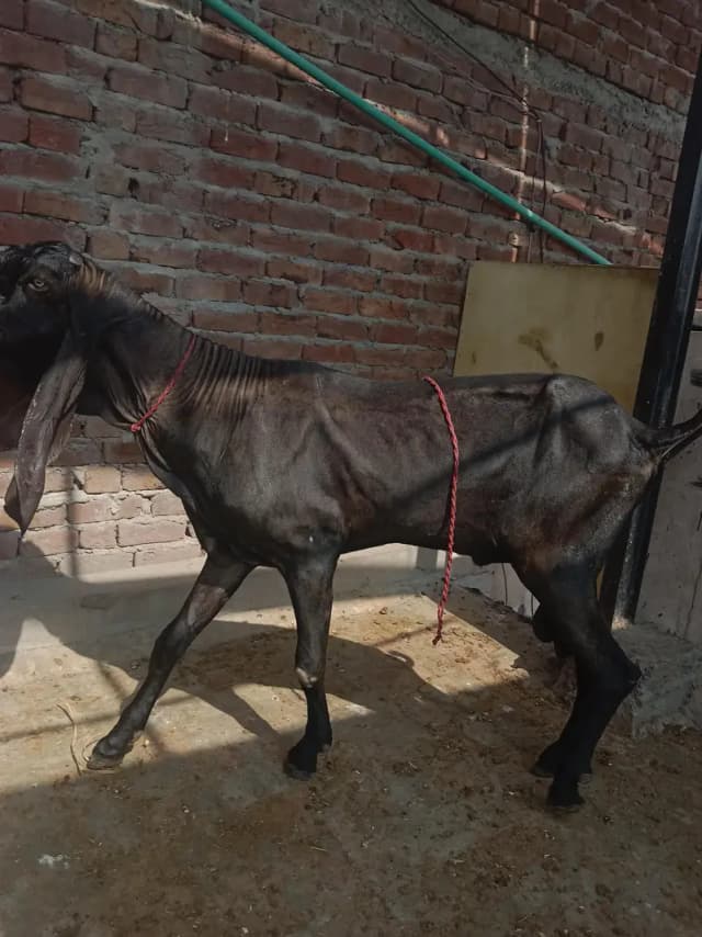 4daant beetal Bakra