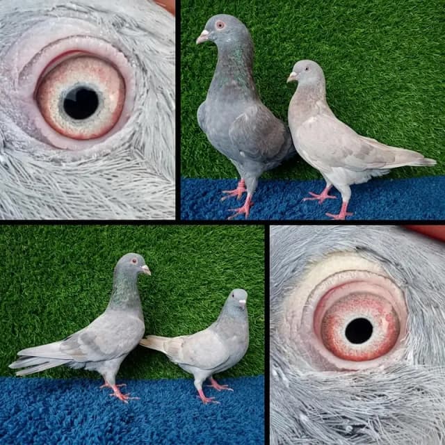 Pigeons|fancy Pigeons|tedi|ferozpuri|surkhy|mix joro|Pigeons in Lahore