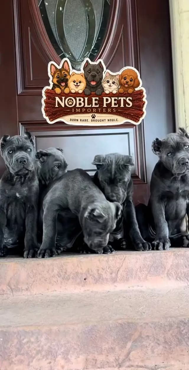 CANE CORSO PEDIGREE PUPPIES AVAILABLE FOR SALE