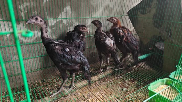 Black Dragon Chicken for Sale/Fancy Black Dragon/Healthy Birds/3 Month