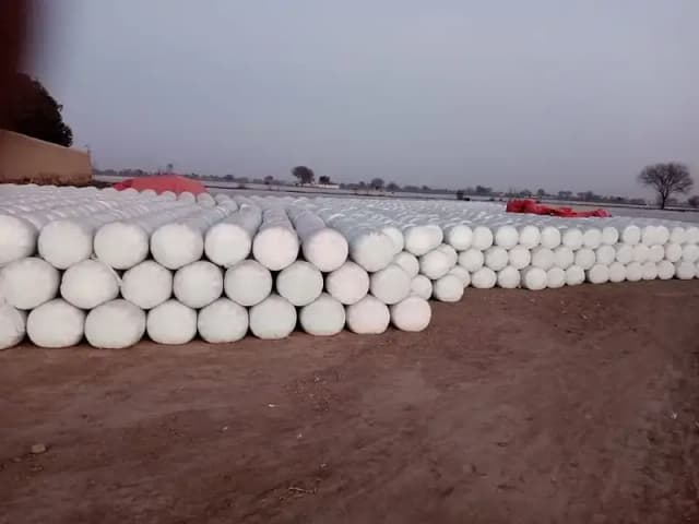 silage, corn silage, silage delivery all pakistan چوہدری سائیلج