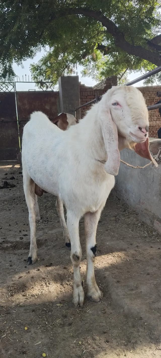 rajan pori breeder