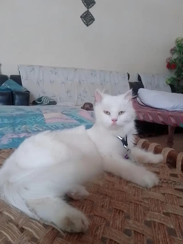 Persian cat female for sale