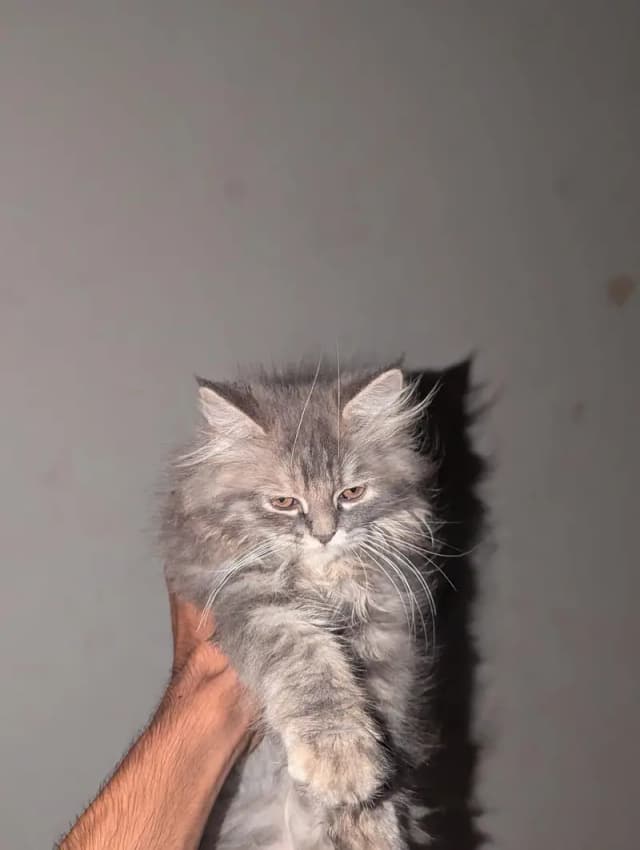 Persian Cat|Persian Kittens|Persian Kittens Pair|Cute Kittens|