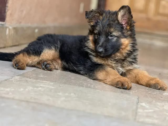 German shepherd Long Coat Puppy | German Shepherd Dog | GSD Puppy