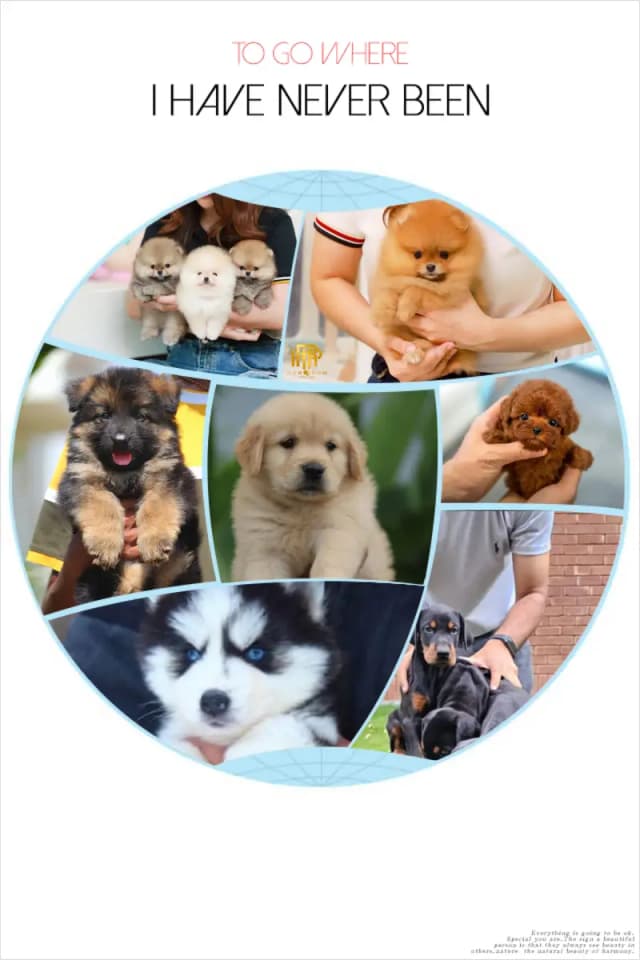 SHIHTZU Golden retriever maltipoo labrador Maltese chihuahua pug puppy