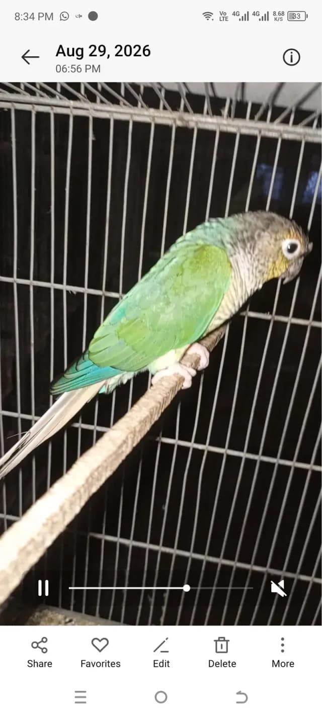 blue tercious male