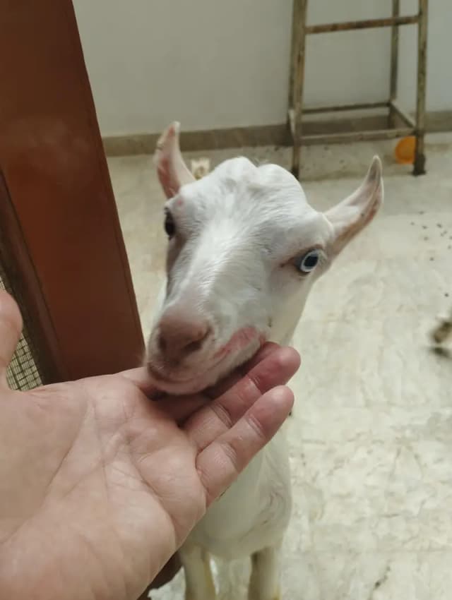 long tail sheep & Gulabi teddy goats pairs available