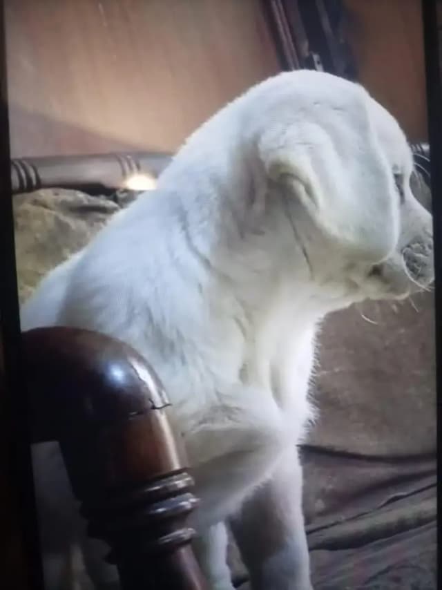 Labrador puppy age 2 month urgent sale delivery available all side