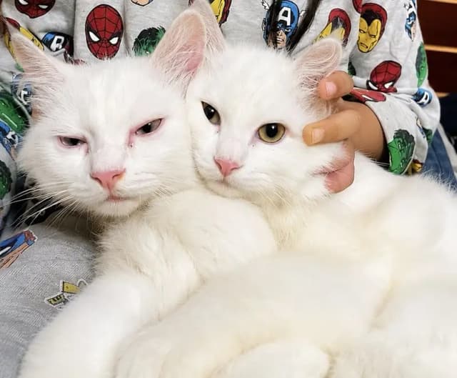 Beautiful Persian Kittens for Sale – Male & Female