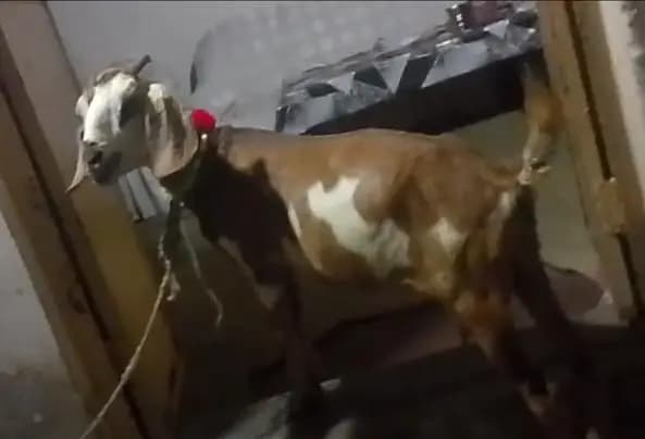 Gabban Bakri