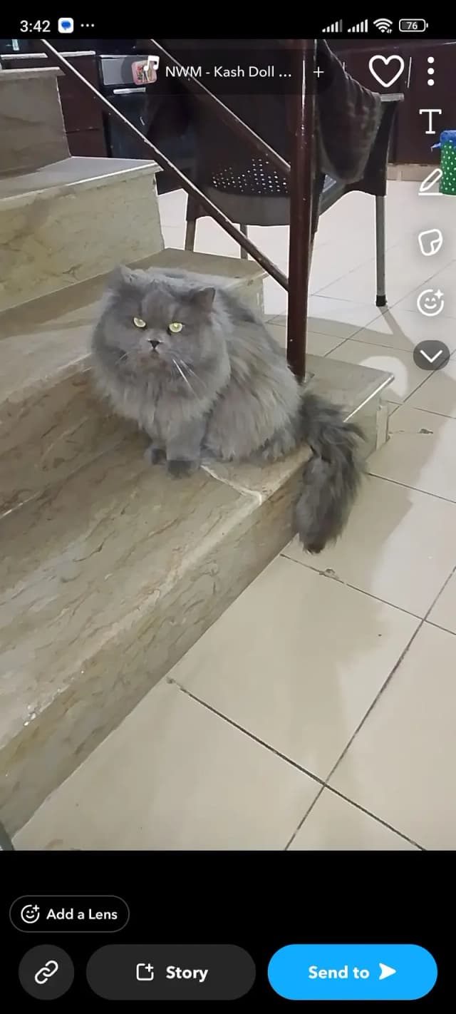 Persian cat