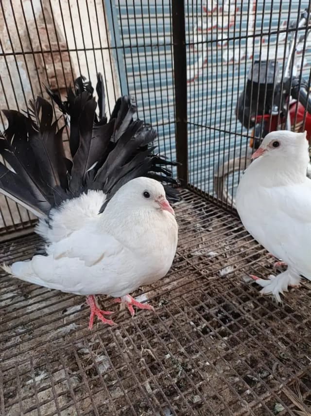 4 luckay kaboter 2 female 2 male