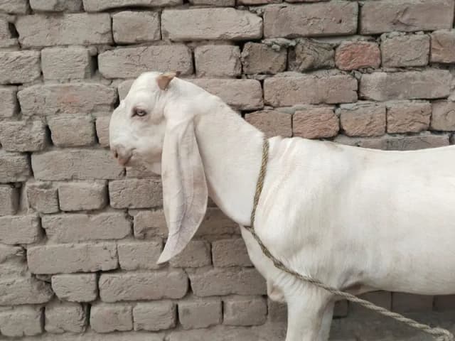 desi Bakra for Sale 03490704921
