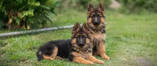 German Shepherd puppy | dog | GSD puppies | long coat puppy for sale
