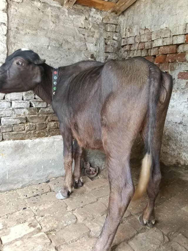 very beautiful and healthy buffalos kati