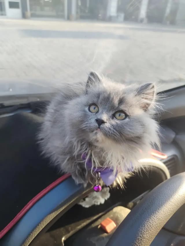 Persian cat