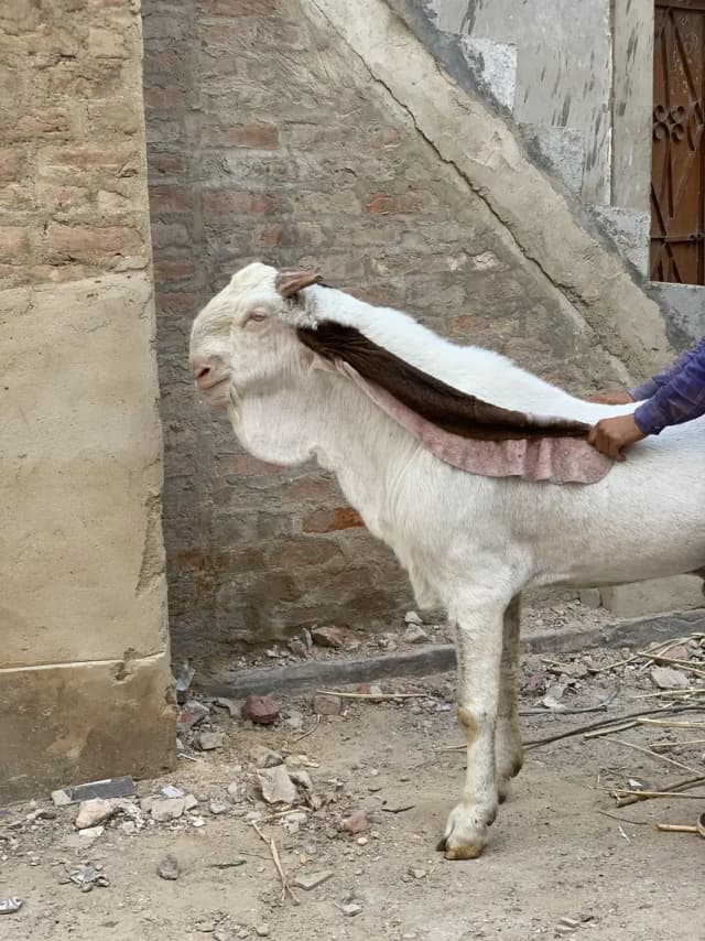 mangal khan bugti breed