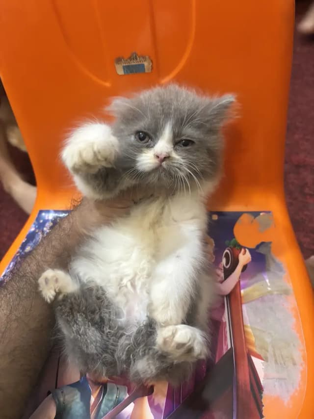 Tripple coated Punched face Persian kittens