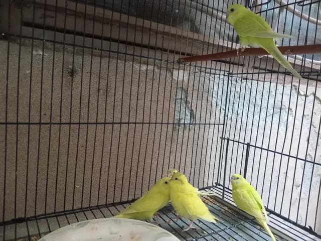 Australian Budgies For Sale
