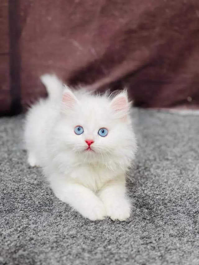 cash on delivery ailable Persian Punch face triple coat cat Kitten