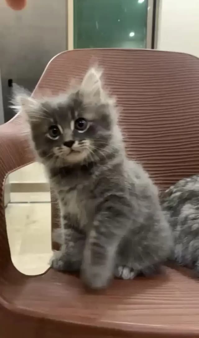 Persian silver tabby