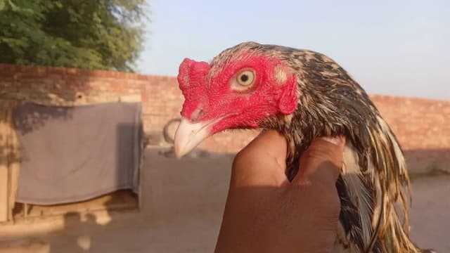 1 patha ha or 2 pathi ha for sale