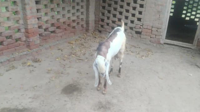بکریاں