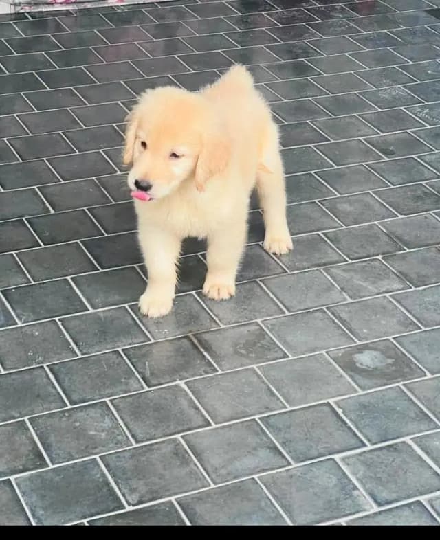 American golden retriever (Pedigree)