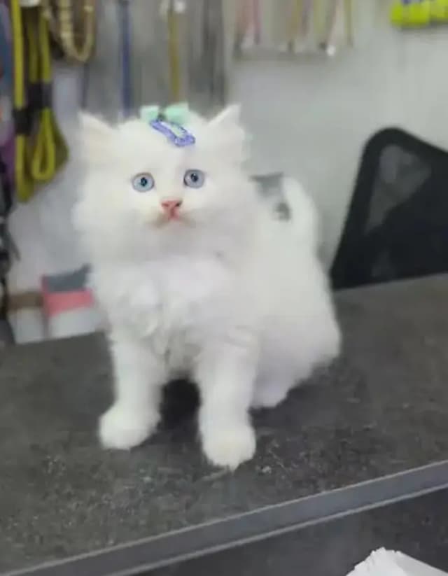 Persian Female kitten for sale 03243854//778