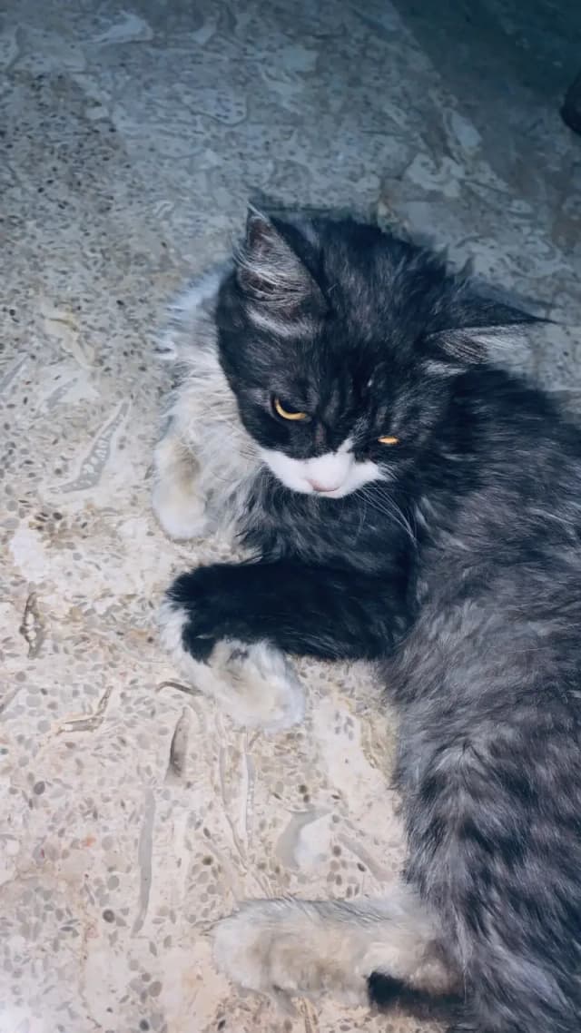Persian double coated cat