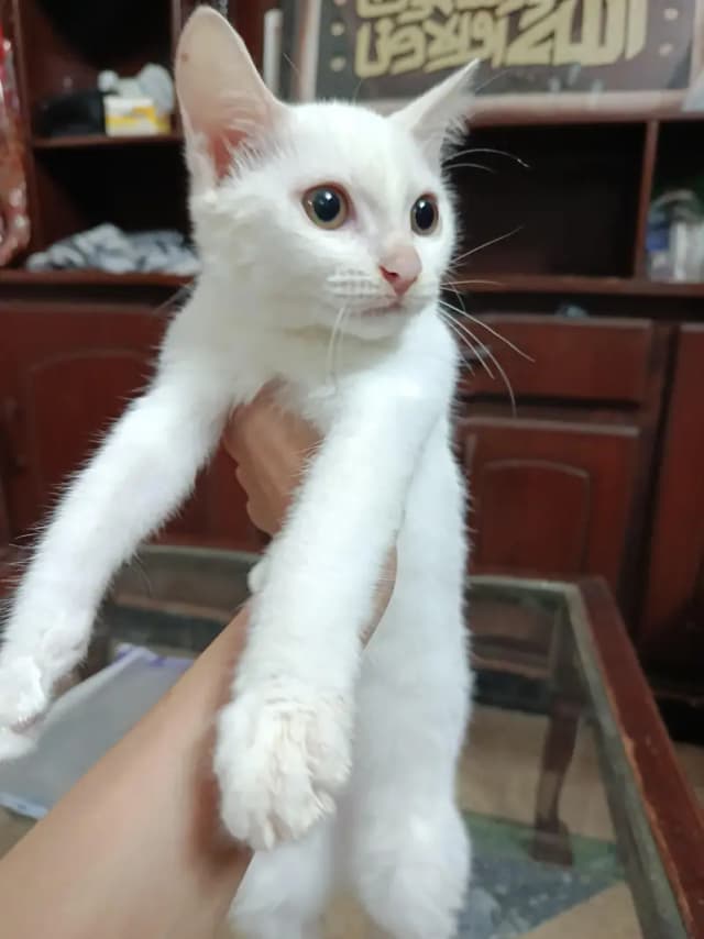 Looking for a lovely home