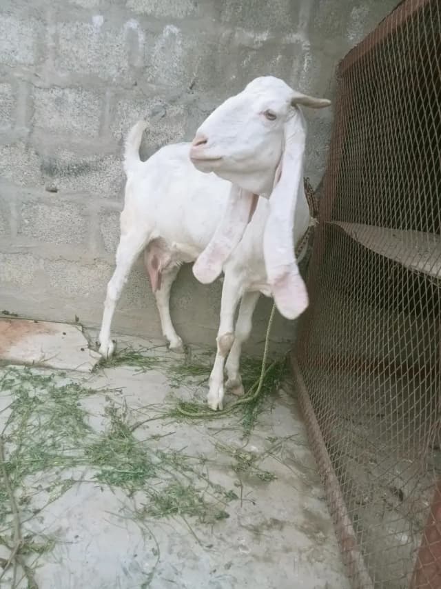 gulabi bakri
