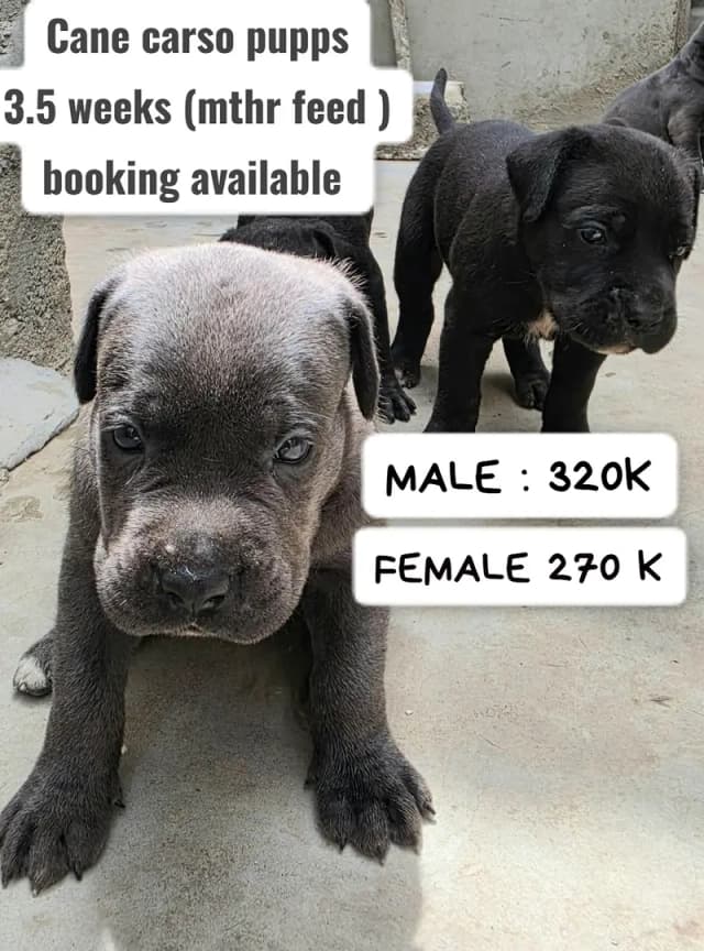 Cane corso puppies available for booking