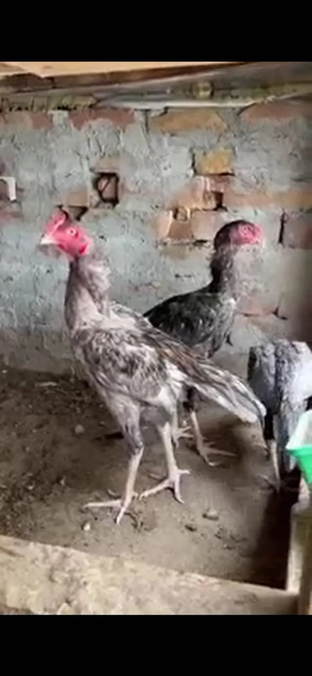 Saleta aseel mianwali