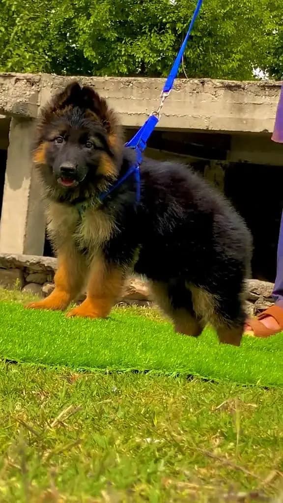 German shepherd puppie WhatsApp contact o/3/4/9/o/6/8/6/3/7/8