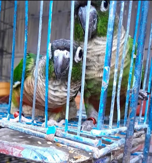 conure cocktail