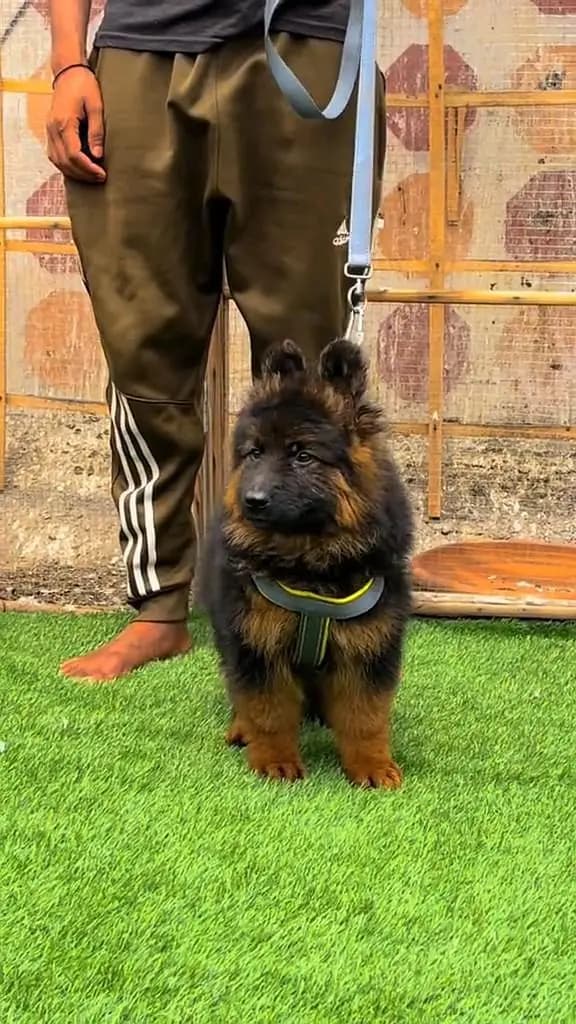 German shepherd puppie WhatsApp contact o/3/4/9/o/6/8/6/3/7/8