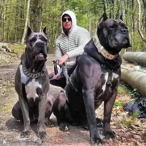 Cane corso puppies are available for import extremely Good quality