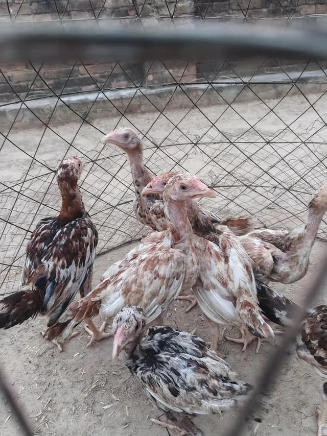 Aseel chicks