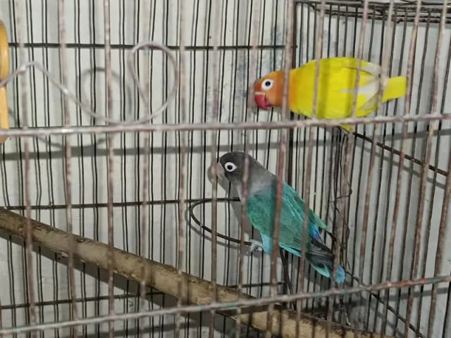 Love bIrds pair