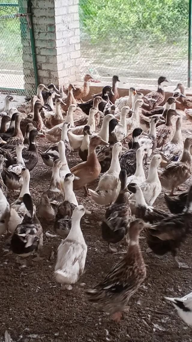 Ducks for sale | breeder pair | white brwon ducks for sale