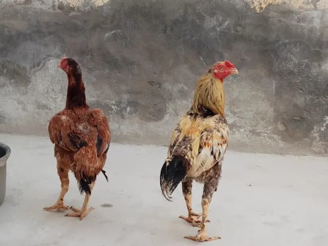4 Aseel murgha or murghi For sale