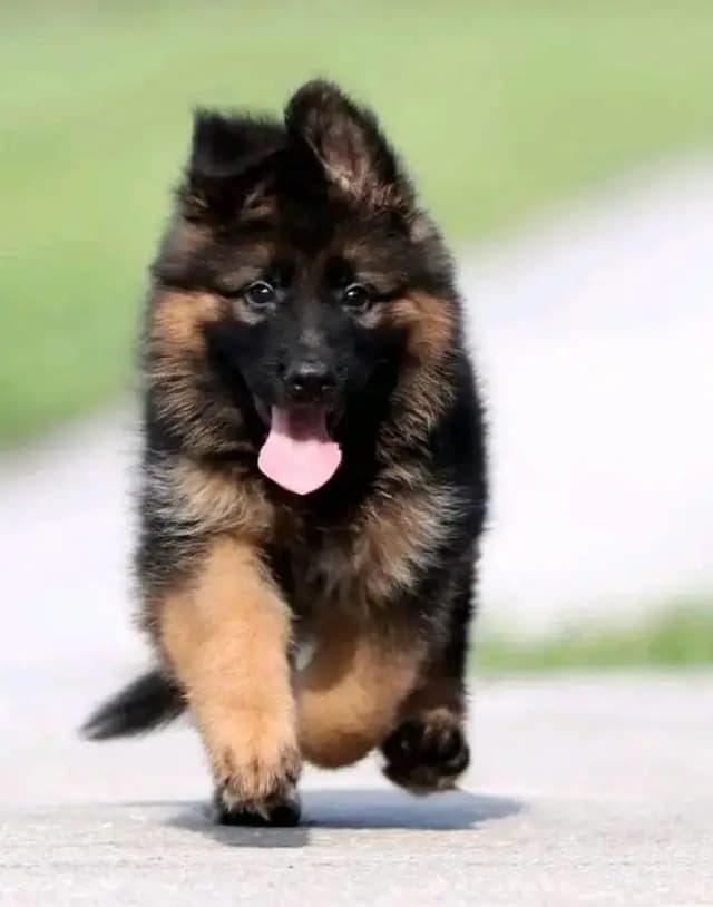 German shepherd puppies for sale