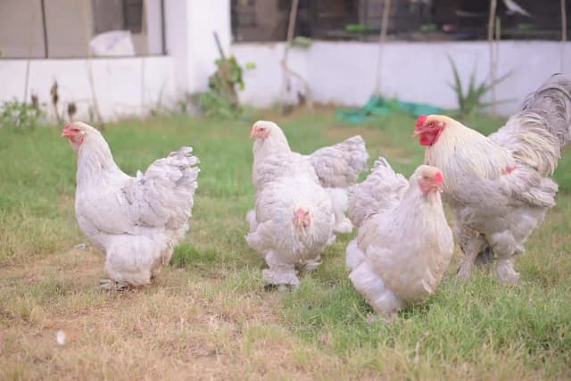 multiple fancy chicken breeds