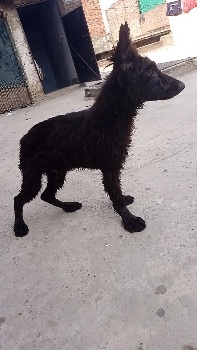 BLACKE SHEPHARD Puppy