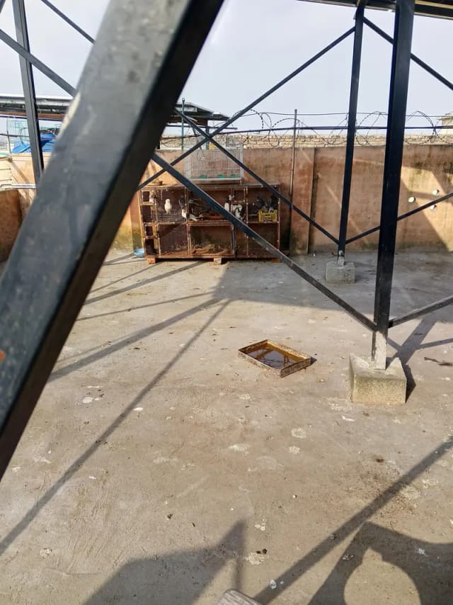 windows. pipe. cages. pigeons