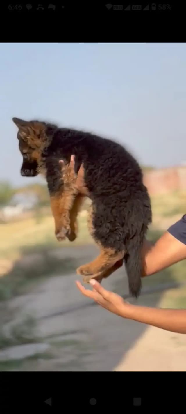 German shepherd pups | Long Coat German Pupps | German Shepherd | GSD